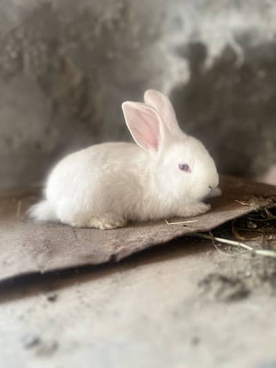 Pure Newzeland babies for Sale 03368792398 WhatsApp