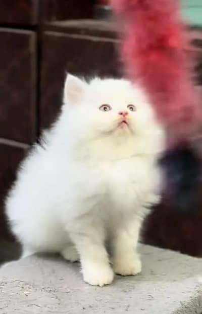 Persian female kitten for sale My WhatsApp number 0321-83-87-945