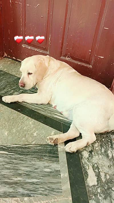 Labrador Female