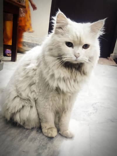 Golden eyed New Best Friend! Gorgeous Fluffy White Cat triple coat