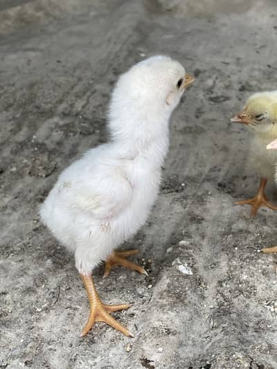 Heera aseel chicks  for sale