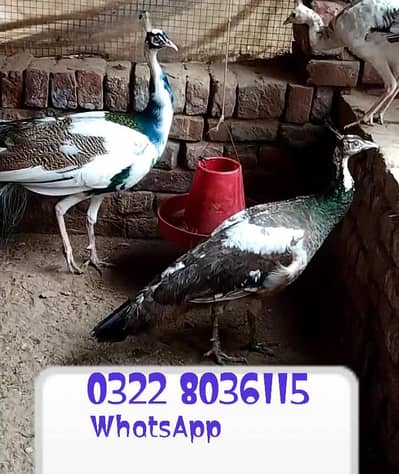 White Blue Peacock For / Moor For Sale / Pair