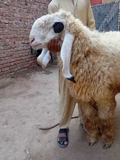 high quality kajla | sheep | chatra | pure Chatra | home breed