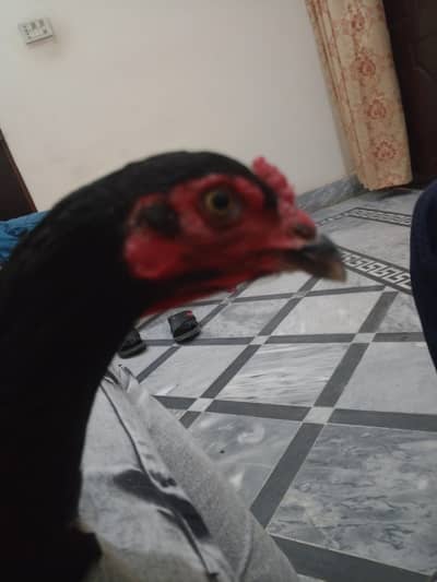 Mianwali full black female exchange possible 0315/7209676