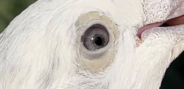 kal duma original or high quality kabutar