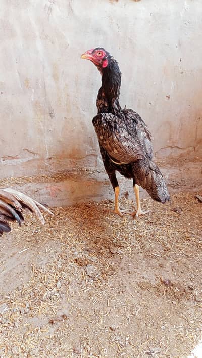 Pure Desi Aseel Murgi for Sale in Bahawapur