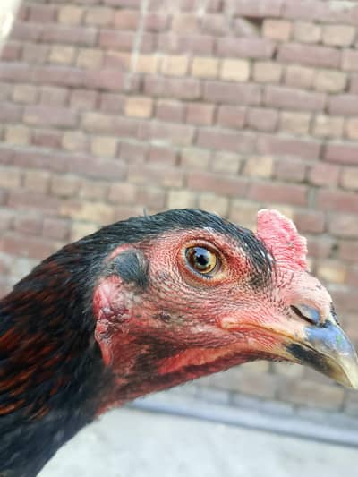 Thai  cross burmi only Whatsapp 03404223909