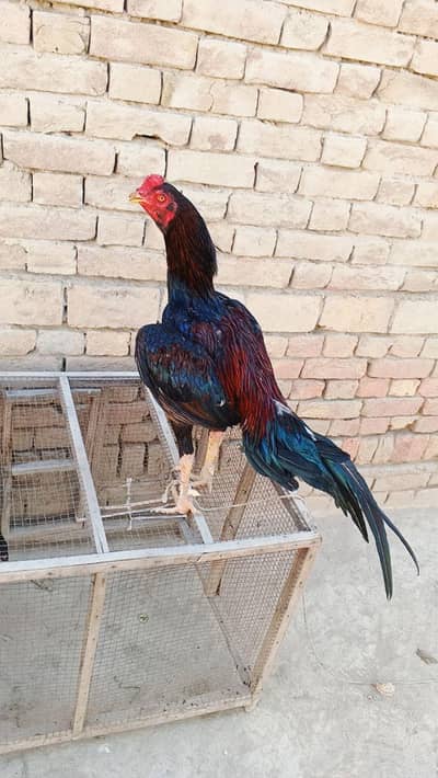 Aseel mianwali / Mushka aseel /healthy aseel for sale