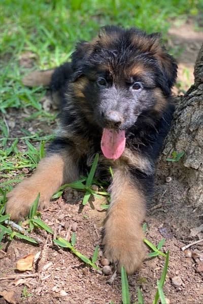 German shepherd black n tan puppy