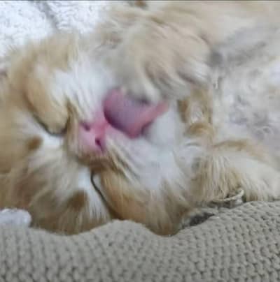 persian kitten for sale