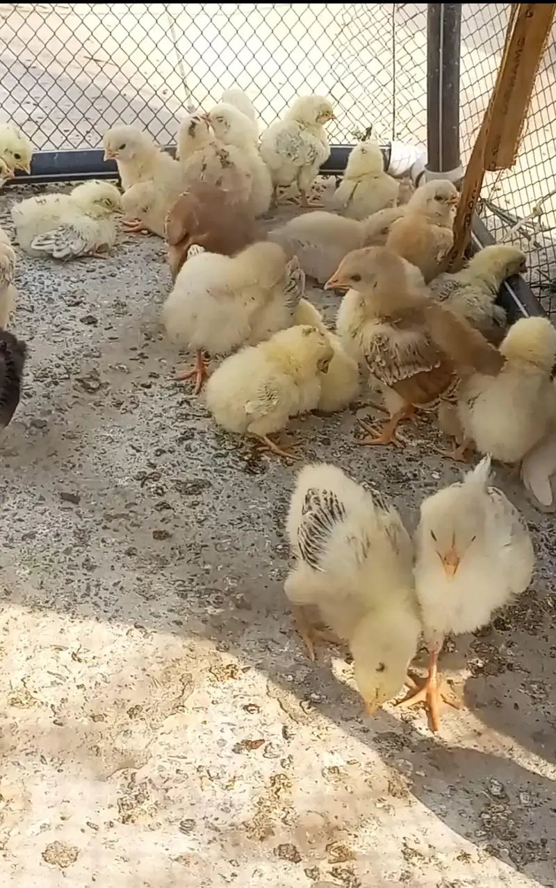 Misri golden chicks — photo 2