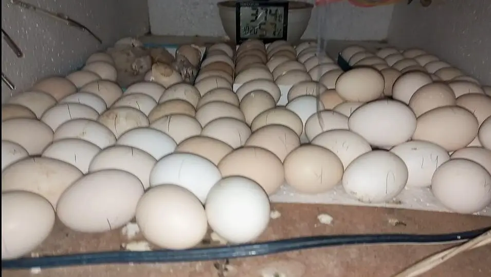 Misri golden chicks — photo 3