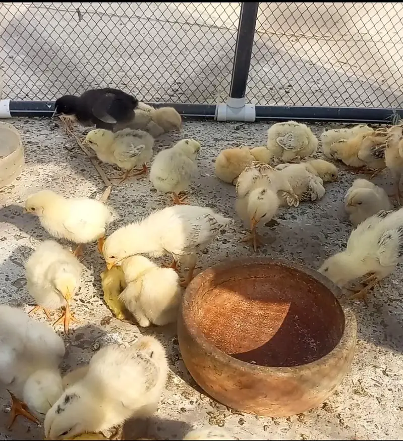 Misri golden chicks — photo 4