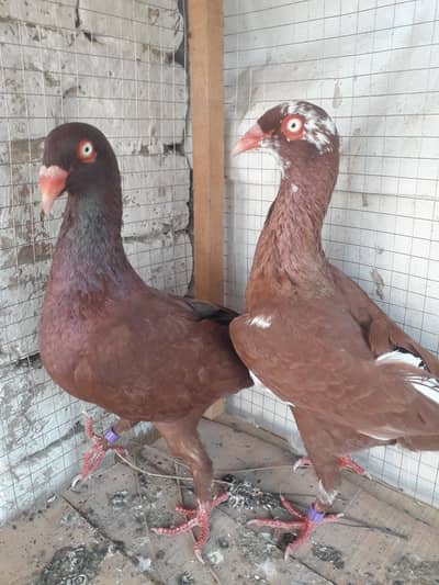 kisi bhai k pas Safed ankh me kaboter ho to ratbta  kre