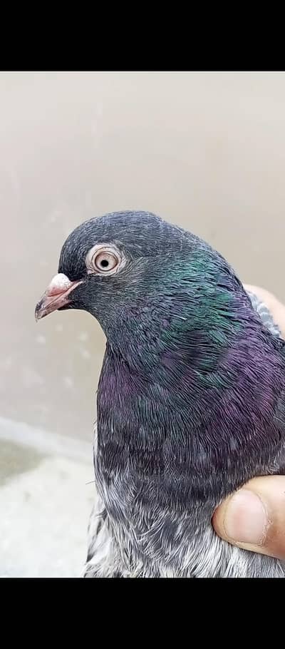 kasoori breeder pair