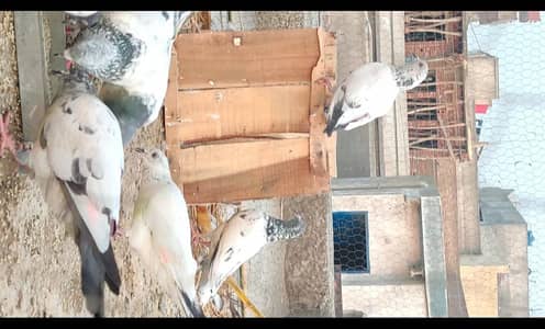 mix's bareed pingons