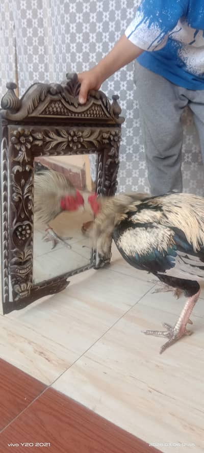 Aseel java very cheap price