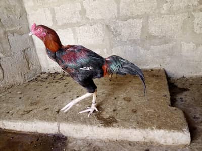 2 female 1 cocks Wattsap 03161328563