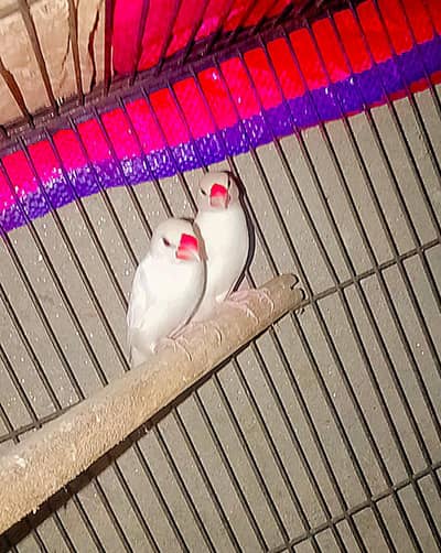 3 pairs exchange possible 03143275503