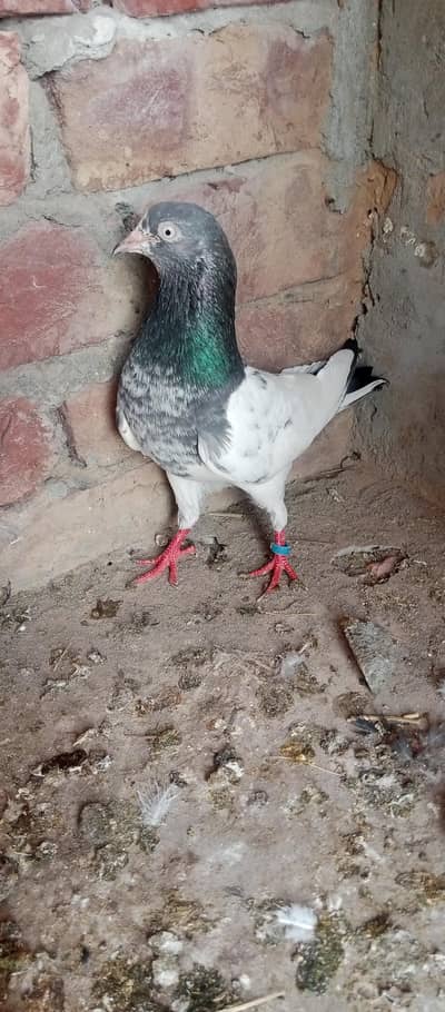 Teddy Kabootar for sale ,Baby pigeons for sale ,Breeder Kabootar for s