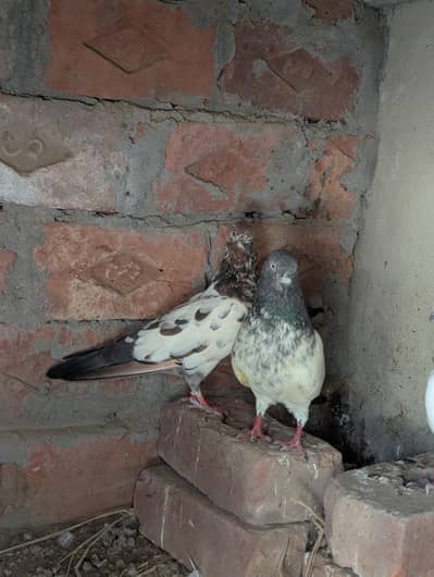 for sale jis bhai ko Chaiya Msg karo Whatsapp pr 03261055540