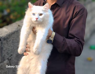 Persian cat male Odd eyes healthy, active & breeder