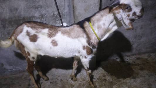 khasi desi bakry 2 dant