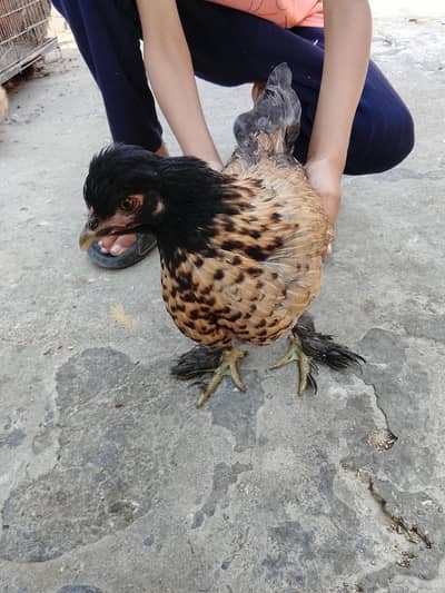 bentom cross sillke hens