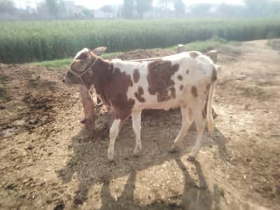 walti wachi 0318 6256241