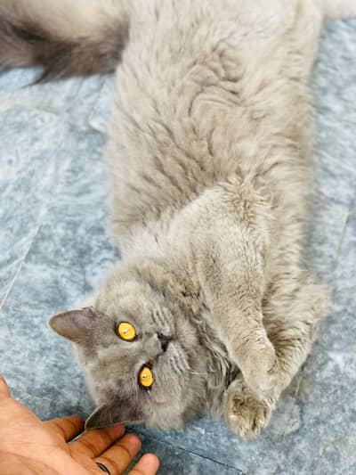 Persian Cat tripple coated for sale(Dark gray)