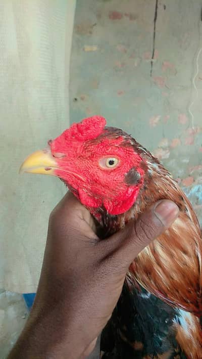 Lasani aseel  murga And lasani murgi and Sindhi murgi