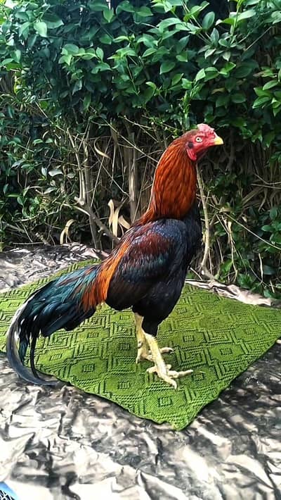 Quality Lakha Aseel Breeder murgha (rooster) 03444859901