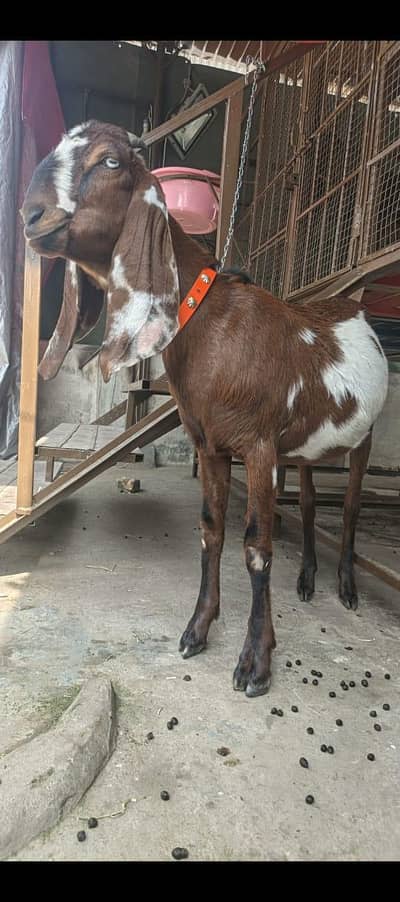 khasi bakra for sale