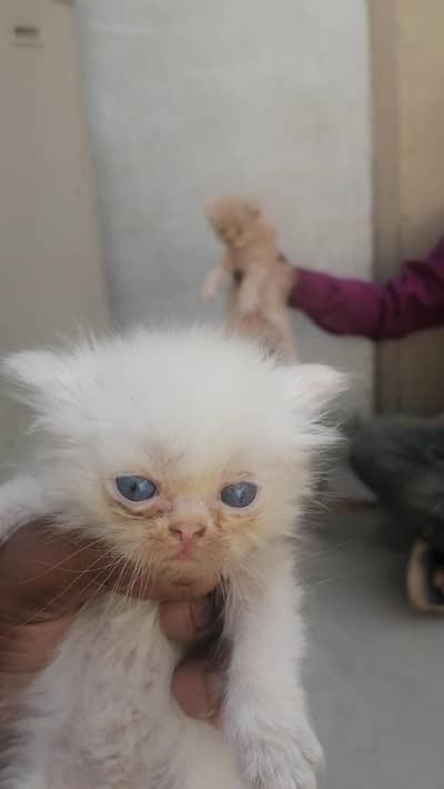 Persian triple coat  punch face kitten