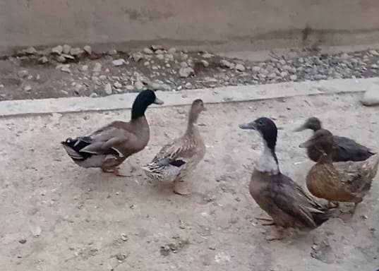 دیسی بطخ کے جوڑے دستیاب ہیں بطخ انڈے دیتی ہیں 5 فی میل اور 3میل 0