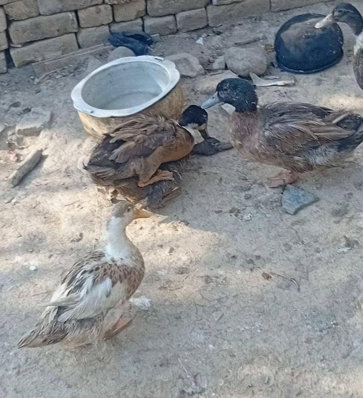 دیسی بطخ کے جوڑے دستیاب ہیں بطخ انڈے دیتی ہیں 5 فی میل اور 3میل 1