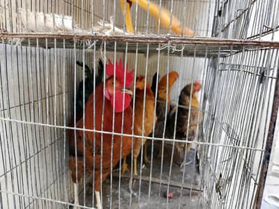 Vaccinated Healthy Ready for egg laying