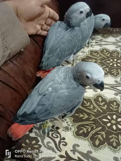 African grey parrot chicks for sale 03714174379