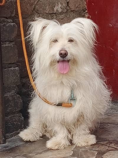 American poodle male small size toy breed for sale