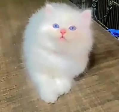 Persian female kitten for sale My WhatsApp number 03 25 022 67 56