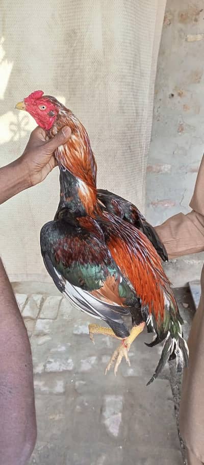 lasani aseel male and female