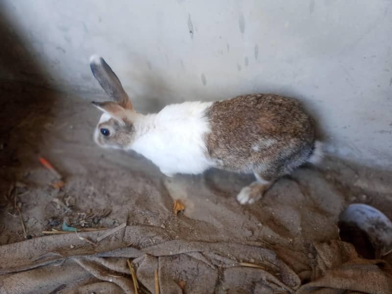 rabbit 1