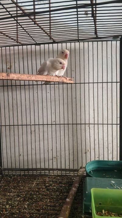 Lovebirds albino ,common letino and mix color