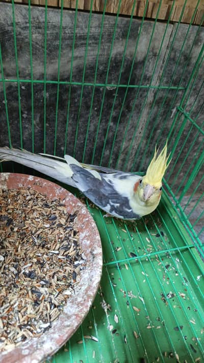 cocktail male urgent sale,