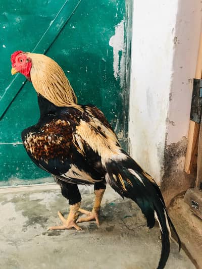 aseel phata double body ma price final ha (03136417097)