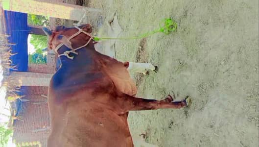 cow with burahamun male wacha