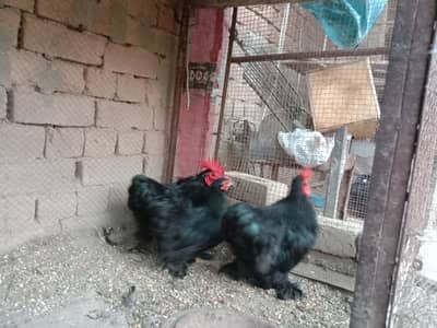 Bantam 2 male 1 female for sale in khanewal