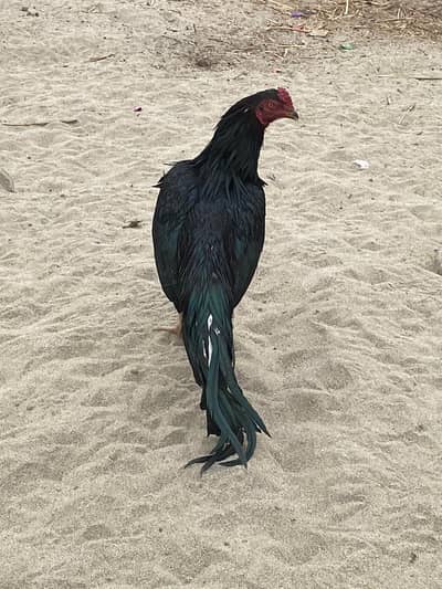 Lasani jis ko samjh Aya wohe rabta kry