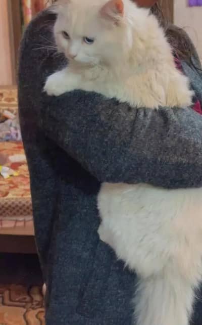 persian cat