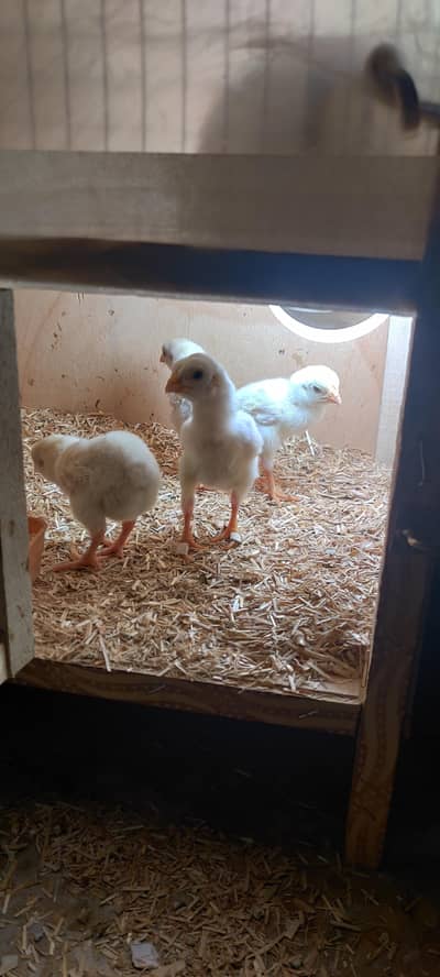 Shamo Aseel chicks for sale